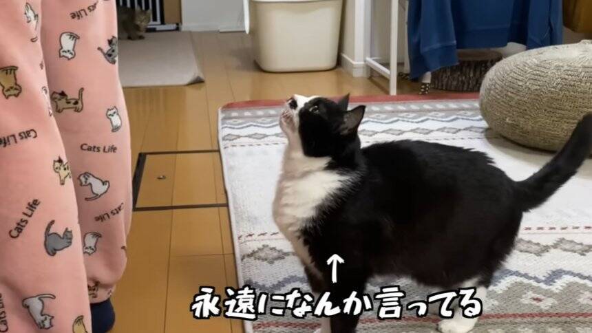 どうしてもママに抱っこしてほしい猫→応じざるを得ない『おねだりの様子』に笑顔になる人続出「甘えっぷりが可愛い」「ニヤニヤした」