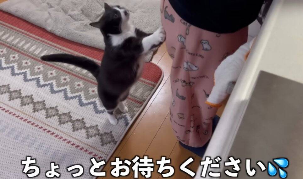 どうしてもママに抱っこしてほしい猫→応じざるを得ない『おねだりの様子』に笑顔になる人続出「甘えっぷりが可愛い」「ニヤニヤした」