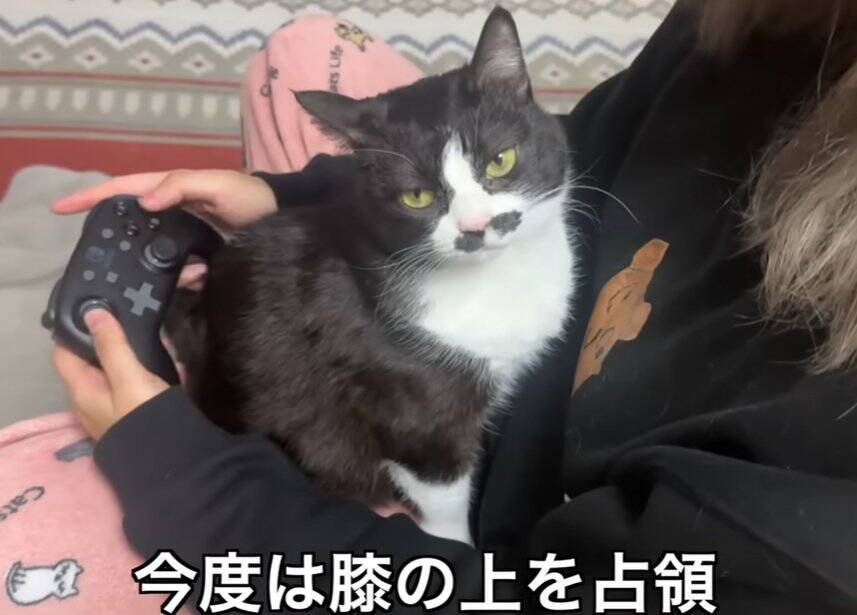 どうしてもママに抱っこしてほしい猫→応じざるを得ない『おねだりの様子』に笑顔になる人続出「甘えっぷりが可愛い」「ニヤニヤした」