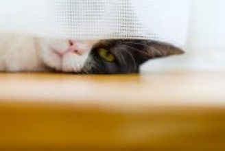 猫が『カーテンの裏』に隠れようとする理由4つ　身を潜めたがる心理から適切な接し方まで