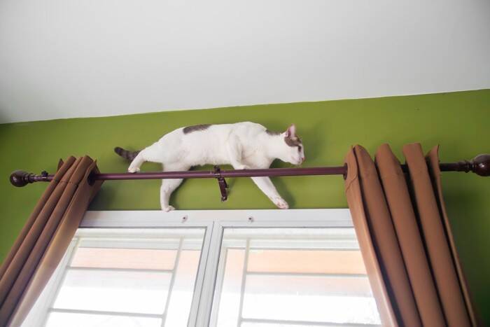 猫が『カーテン登り』をしてしまう4つの理由　困った行動をやめさせるための対処法も解説