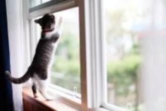 猫の『家出』を招く危険な住環境3つ　今すぐ見直すべきポイントや改善策を解説