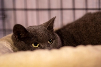 猫が『唸っている』ときの心理6選　考えられる原因や適切な接し方も解説