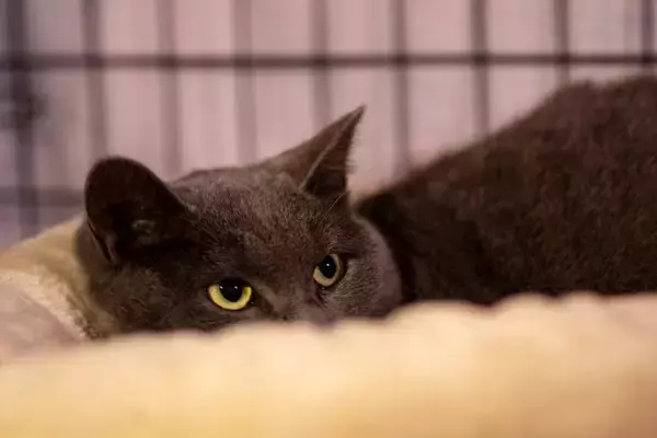 猫が『唸っている』ときの心理6選　考えられる原因や適切な接し方も解説