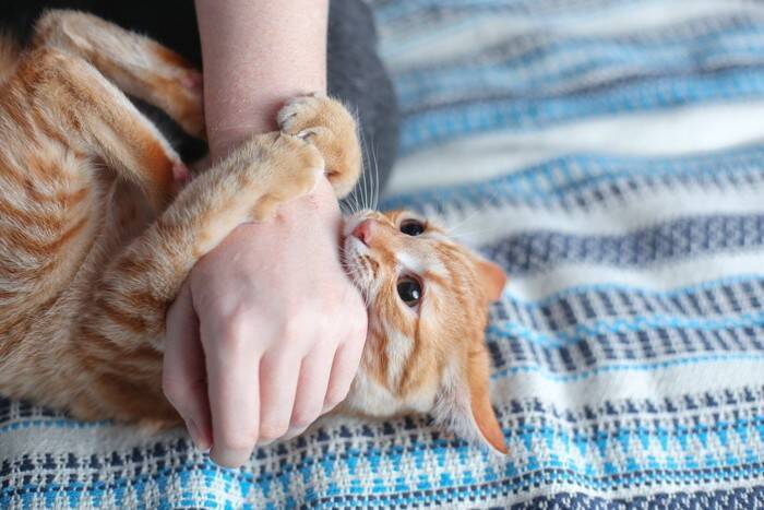 猫が『唸っている』ときの心理6選　考えられる原因や適切な接し方も解説