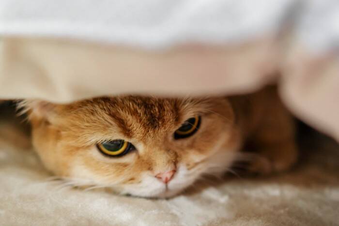 猫が『唸っている』ときの心理6選　考えられる原因や適切な接し方も解説