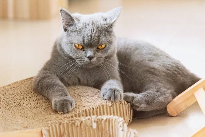 猫が『唸っている』ときの心理6選　考えられる原因や適切な接し方も解説