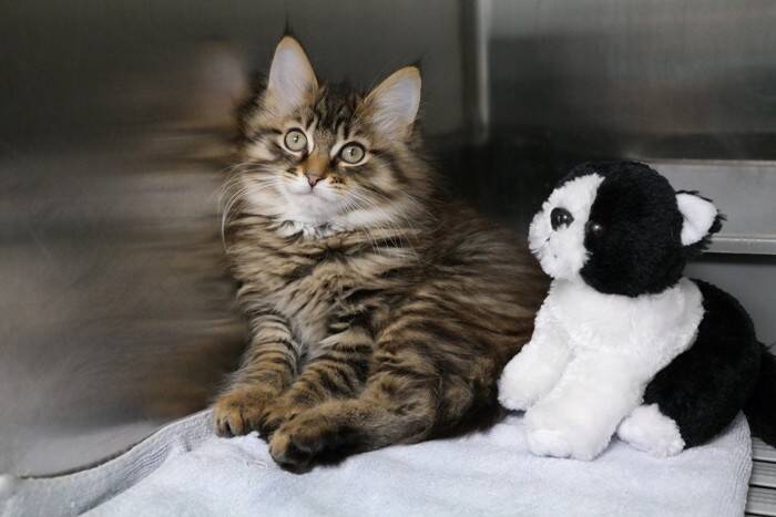 猫の『入院が必要』になる5つのケース　準備する物はある？事前に知っておくべきことも