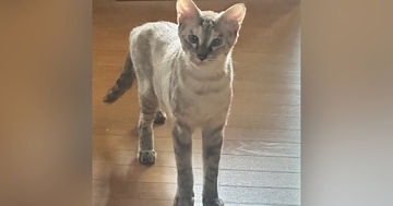 モデルのような『スラっとした体型だった保護猫』が、9ヶ月後…激変した『現在の様子』が438万表示「幸せの証」「愛が詰まってる」