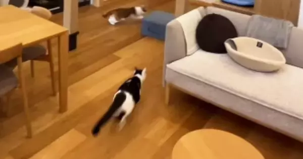 1階に集まっていた猫たち→『インターホンの音』が聞こえると…驚きの瞬間が146万再生「電車の中で吹いてしまった」「大パニックｗ」