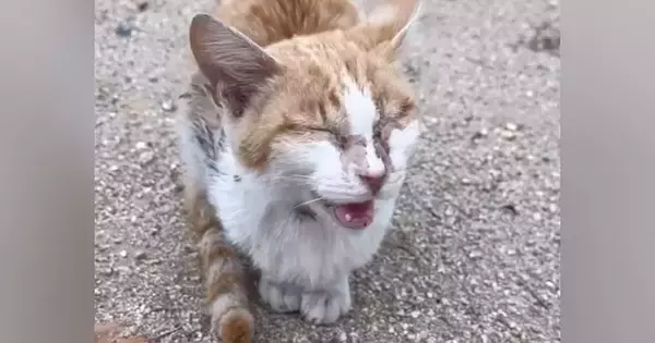 目が開かない状態で外をさまよっていた『ボロボロの猫』→保護されると…別猫のような『変化』に感動の声「優しさに涙が出た」「ありがとう」