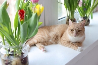 猫の命に関わる『危険すぎる植物』5選　有毒となる理由や誤飲したときに取るべき対応