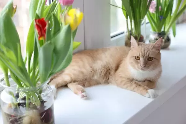 猫の命に関わる『危険すぎる植物』5選　有毒となる理由や誤飲したときに取るべき対応