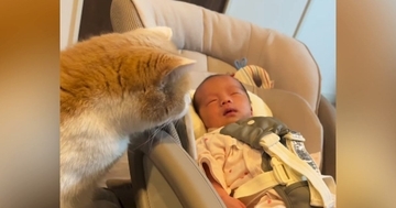 寝ている赤ちゃんに『そっと近づいた猫』→興味津々な様子で…微笑ましすぎる光景に「今後が楽しみだねぇ」「愛の深さが伝わる」の声