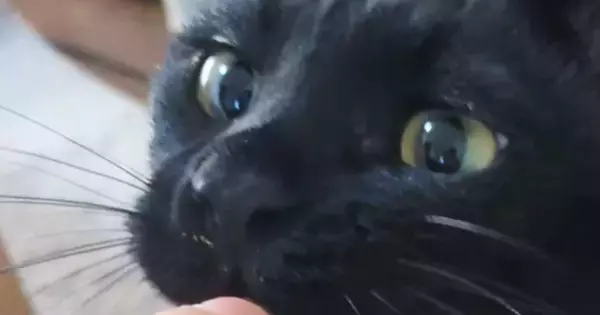可愛い顔をしておやつを食べようとしていた黒猫→『おてて』を見ると…まさかの光景に1万いいね「かわいい猛獣」「むしろご褒美」