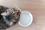 猫のお腹が『グルグル鳴っている』ときの原因3つ　病気が隠れていることも？注意すべき症状まで