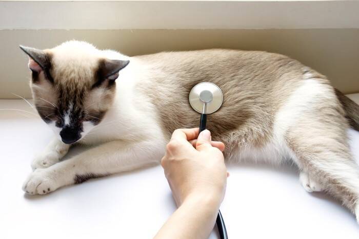 猫のお腹が『グルグル鳴っている』ときの原因3つ　病気が隠れていることも？注意すべき症状まで