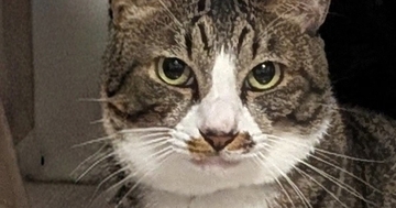 キリっとした表情でカメラを見つめる猫→『後ろ』をよく見たら…まさかの光景に2万5000いいね「見破れまい」「背後霊に見える」