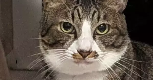 キリっとした表情でカメラを見つめる猫→『後ろ』をよく見たら…まさかの光景に2万5000いいね「見破れまい」「背後霊に見える」