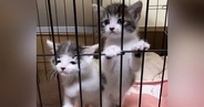 ケージの中にいる2匹の保護子猫→『ミルクの準備』をしていると…まさかの行動が39万再生「一生見ていられる」「なんて可愛さ」と絶賛の声