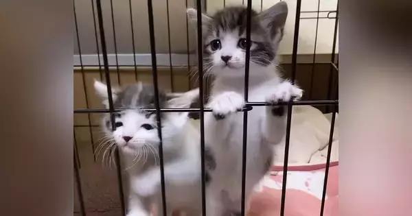 ケージの中にいる2匹の保護子猫→『ミルクの準備』をしていると…まさかの行動が39万再生「一生見ていられる」「なんて可愛さ」と絶賛の声