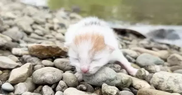 『川辺に捨てられていた子猫』を保護して半年…2匹の先住猫が見せた対応と『現在の様子』に「涙が溢れた」「助けられてよかった」と感動の声