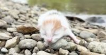 『川辺に捨てられていた子猫』を保護して半年…2匹の先住猫が見せた対応と『現在の様子』に「涙が溢れた」「助けられてよかった」と感動の声