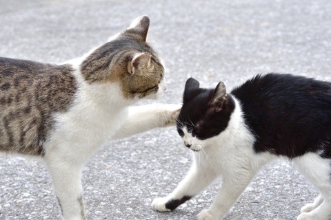猫たちのケンカを『仲裁』するときの方法2つ　止めるべきタイミングや遊びとの見分け方まで