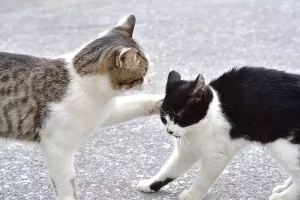 猫たちのケンカを『仲裁』するときの方法2つ　止めるべきタイミングや遊びとの見分け方まで