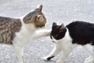 猫たちのケンカを『仲裁』するときの方法2つ　止めるべきタイミングや遊びとの見分け方まで