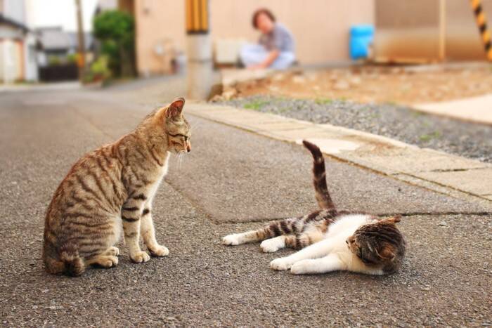 猫たちのケンカを『仲裁』するときの方法2つ　止めるべきタイミングや遊びとの見分け方まで