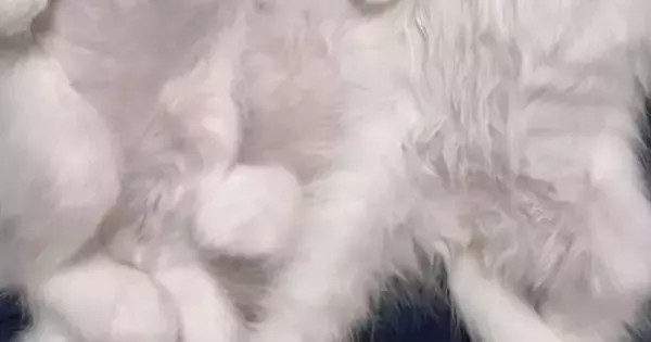 3匹の『赤ちゃん猫』→帰宅して、ご飯を食べさせたら…とんでもなく癒される『尊い瞬間』が72万再生「初めて天使を見た」「心臓が止まる」