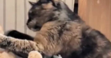 サビ猫のパンチを『顔面に食らった茶トラ猫』…まるでマンガのワンシーンのような『まさかの光景』に爆笑「めりぃｗ」「めっちゃ声出たｗ」