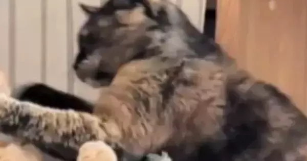 サビ猫のパンチを『顔面に食らった茶トラ猫』…まるでマンガのワンシーンのような『まさかの光景』に爆笑「めりぃｗ」「めっちゃ声出たｗ」