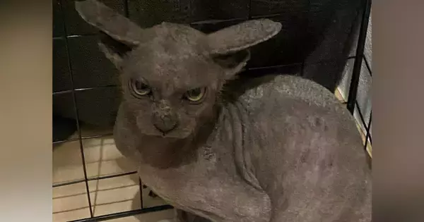 鋭い目つきをしていた『ボロボロの保護猫』→愛情を注ぐと…同じ猫とは思えない『驚愕のビフォーアフター』に３万いいね「声出た」「全然違う」