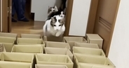 猫に運動をしてもらおうと『小さいダンボール』を並べた結果…「諦めが早いｗ」「クロールしてるｗ」可愛すぎる光景に笑ってしまう人が続出