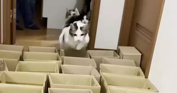 猫に運動をしてもらおうと『小さいダンボール』を並べた結果…「諦めが早いｗ」「クロールしてるｗ」可愛すぎる光景に笑ってしまう人が続出