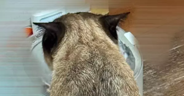 『おっさんの後頭部かと思った』友人に『猫』を見せた結果…まさかの展開に爆笑する人が続出「見え…たｗ」「想像以上に後頭部ｗ」と１万いいね