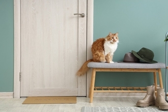 猫が『ドアの前』で待機しているときの心理5つ　出待ちをする目的とは？上手な対処法までご紹介