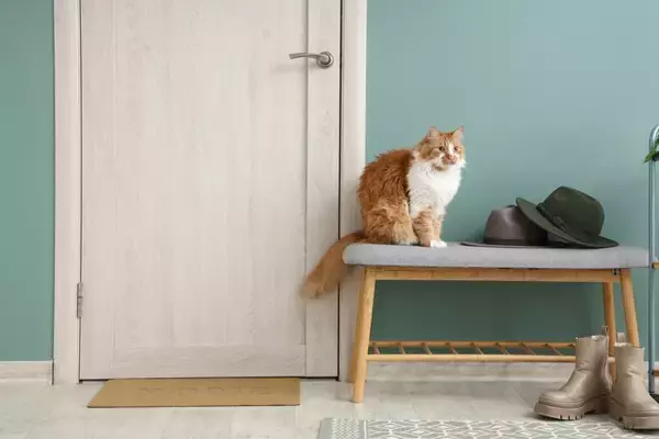 猫が『ドアの前』で待機しているときの心理5つ　出待ちをする目的とは？上手な対処法までご紹介