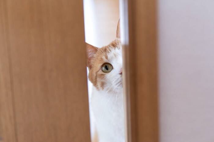 猫が『ドアの前』で待機しているときの心理5つ　出待ちをする目的とは？上手な対処法までご紹介