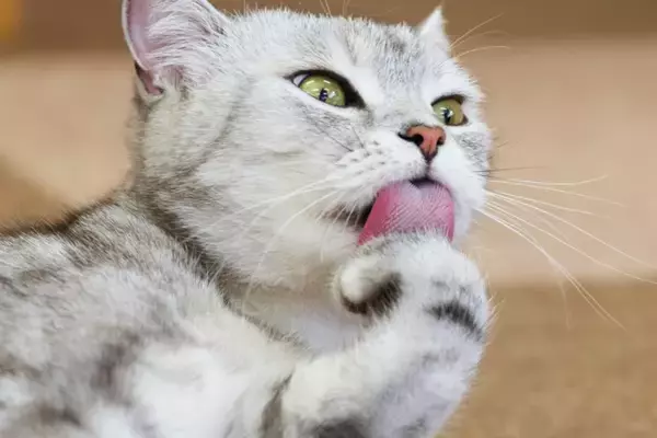 猫が『グルーミング』を欠かさない理由4選　意外な役割やさまざまなメリットを解説