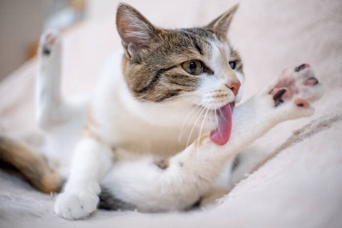 猫が『グルーミング』を欠かさない理由4選　意外な役割やさまざまなメリットを解説