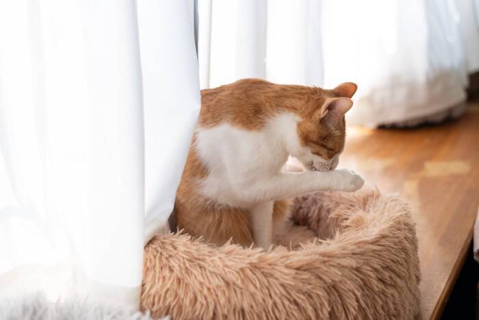 猫が『グルーミング』を欠かさない理由4選　意外な役割やさまざまなメリットを解説