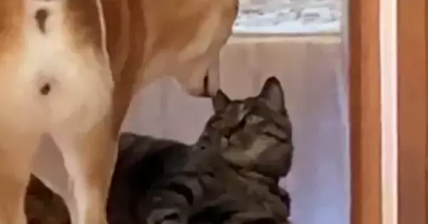 ビビリな柴犬→廊下でくつろいでいる猫のもとに向かうと……『笑ってしまうやり取り』に「本当に可愛らしい」「癒やしをありがとう」と反響