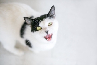 猫があなたに向けて『クレーム』を訴えているサイン3つ　どんな不満を抱えるの？取るべき対処法も解説