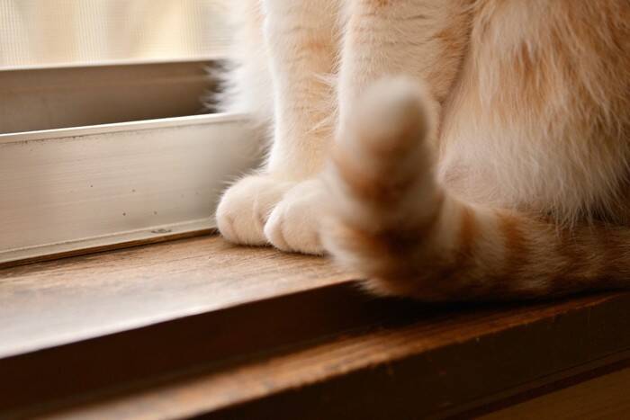 猫があなたに向けて『クレーム』を訴えているサイン3つ　どんな不満を抱えるの？取るべき対処法も解説