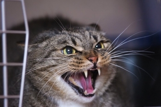 『気性が激しい猫』に当てはまりやすい特徴5つ　怒りっぽくなる理由や心がけたい接し方