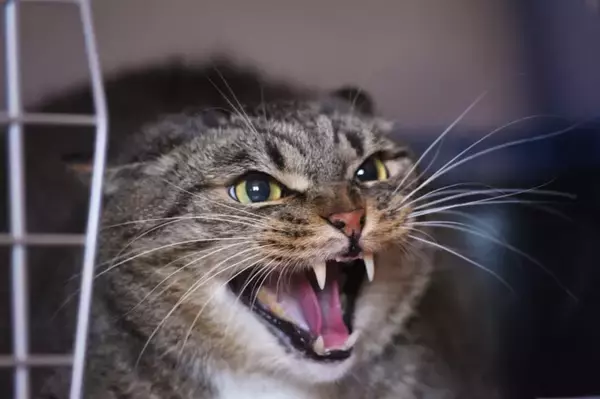 『気性が激しい猫』に当てはまりやすい特徴5つ　怒りっぽくなる理由や心がけたい接し方