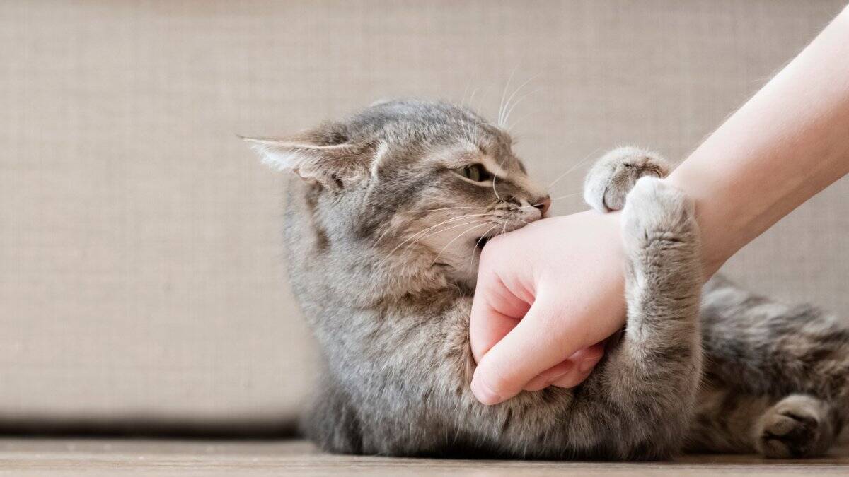 『気性が激しい猫』に当てはまりやすい特徴5つ　怒りっぽくなる理由や心がけたい接し方